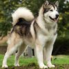 Carroll Gardens Dog Owners Want Malamutes Put Down